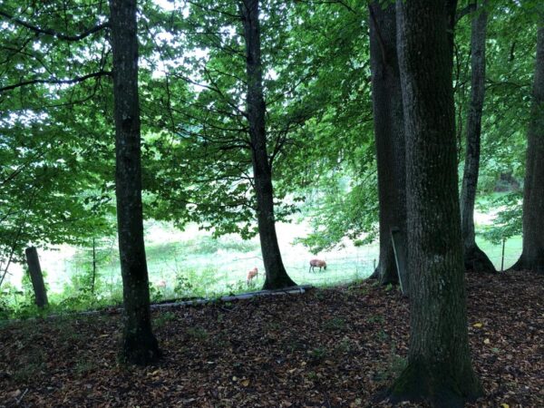 Walden Kulturwirtschaft Blankenburg Nordendorf Eindruecke 06